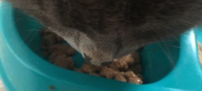 Корм, питание и диета для кошек и котов при панкреатите, чем кормить?