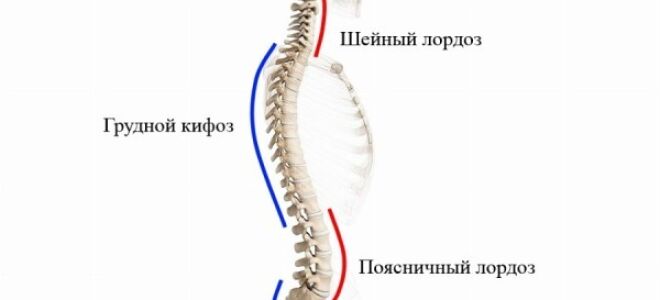 Сколько позвонков в шее у человека и за что они отвечают: строение, физиология, патология
