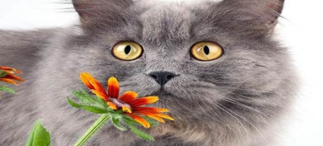 Мокнущая экзема у кошек: первые симптомы