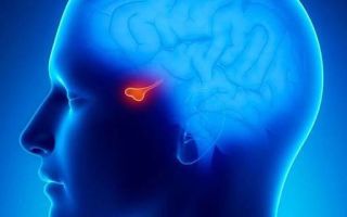 Гипофиз головного мозга отклонения — отклонения, их симптомы и методы лечения