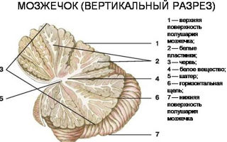 Функции мозжечка головного мозга человека, его строение