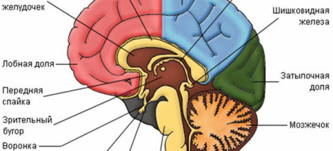 Отделы головного мозга человека и их функции