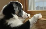 Депрессия у собак: причины, симптомы, лечение