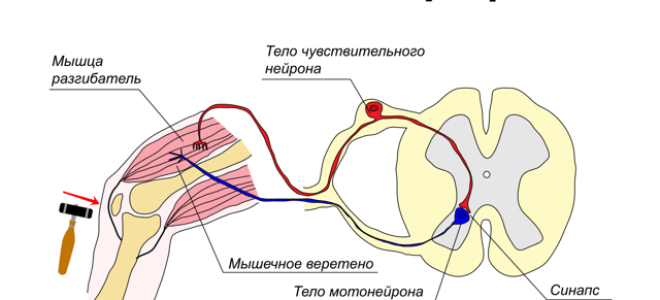 Поражение головного мозга: причины и симптомы нарушения