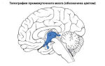 Основные отделы головного мозга: строение и функции