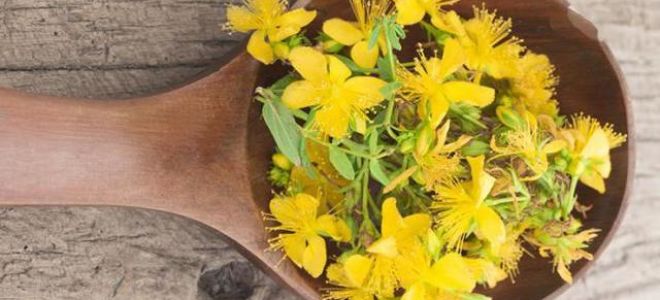 Зверобой от депрессии: рекомендации, рецепты, препараты