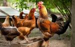 Глисты у кур — симптомы и лечение альбеном, глисты в куриных яйцах