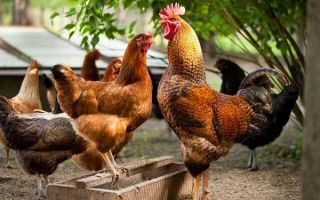 Глисты у кур — симптомы и лечение альбеном, глисты в куриных яйцах