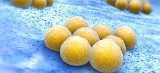 Болезни селезенки: симптомы и лечение у женщин и мужчин