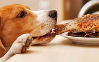 Панкреатит у собак: симптомы, лечение и диета