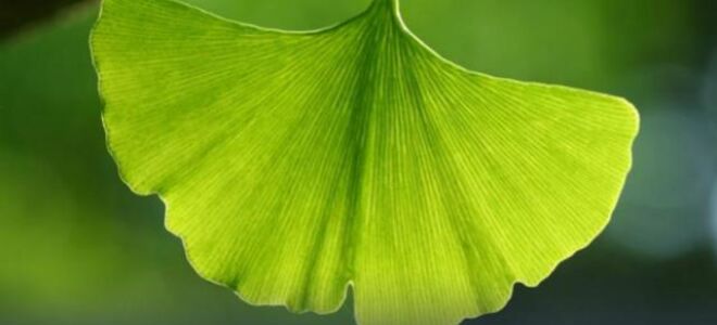 Гинкго билоба — инструкция по применению, состав, показания