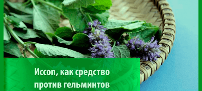 Как принимать зверобой от глистов