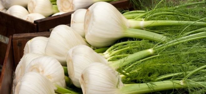 Как избавиться от вздутия живота, метеоризма и газообразования: почему возникает дискомфорт и как с ним бороться медикаментозно и народными средствами, применение лекарственных средств и диета