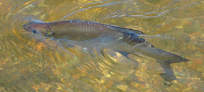 Ленточный червь в рыбе (солитер): можно ли есть, чем опасен