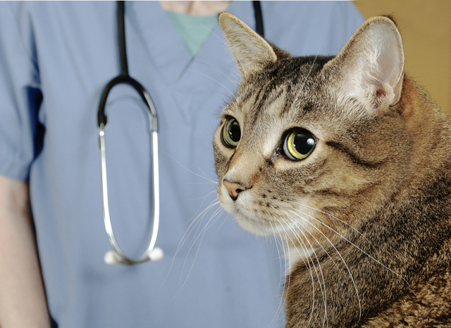 Корм, питание и диета для кошек и котов при панкреатите, чем кормить?