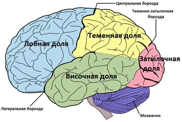 Головной мозг человека: строение, отделы, особенности функционирования