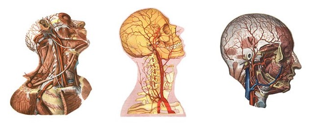 Болит голова сзади: виды болей, причины, симптомы и методы лечения