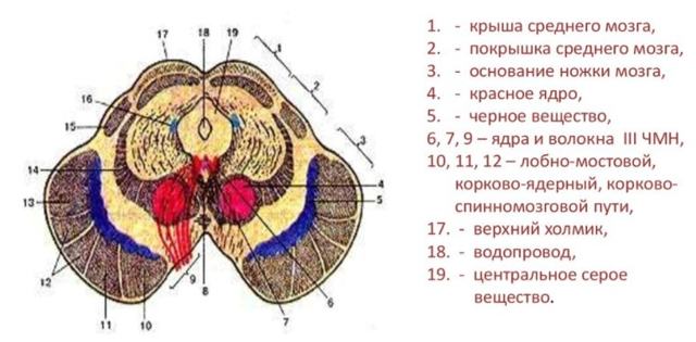 Основные отделы головного мозга: строение и функции