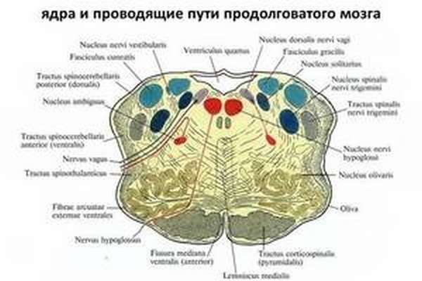 Продолговатый мозг, строение, функции и развитие