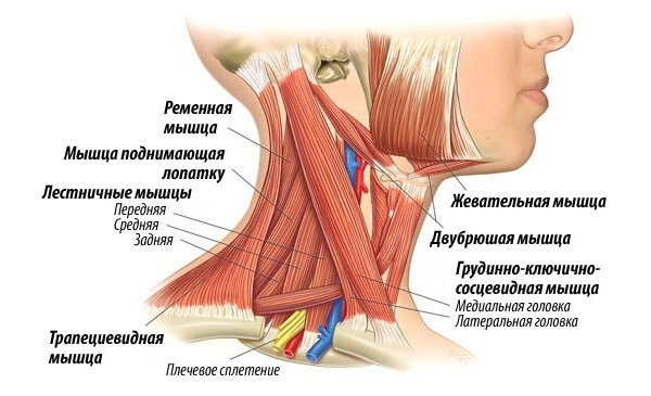 Воспаление мышц шеи: симптомы, лечение трапециевидной шейной мышцы