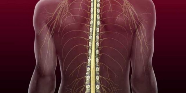 Травма спинного мозга: симптомы, лечение и реабилитация повреждений позвоночника с разрывом спинного мозга