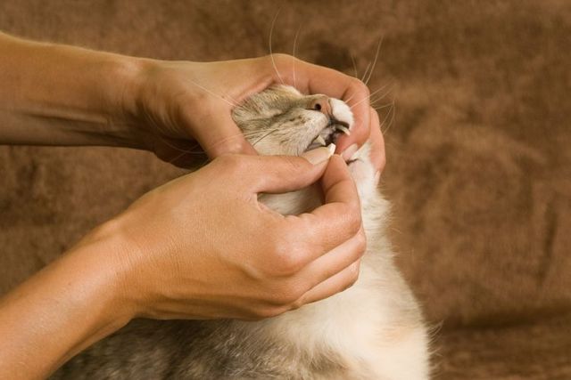 Стоп-Стресс для кошек и собак — инструкция по применению
