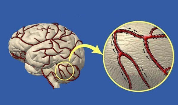 Как укрепить сосуды головного мозга Народными средствами и лекарственными препаратами?