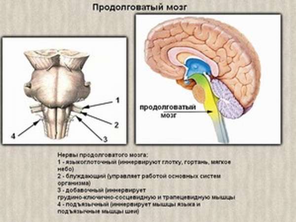 Продолговатый мозг, строение, функции и развитие