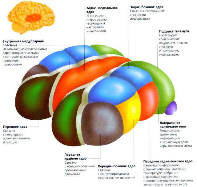Головной мозг человека: строение, отделы, особенности функционирования