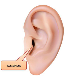Где находится козелок уха: какую функцию он выполняет, проявление патологии и причины, методы терапии