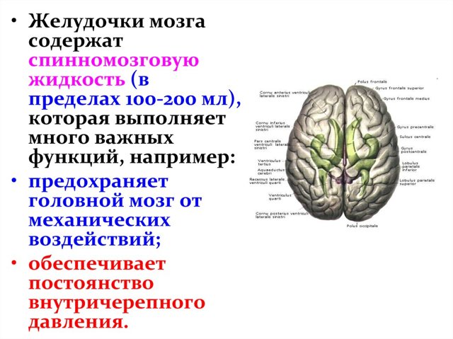 Желудочки головного мозга: строение желудочковой системы
