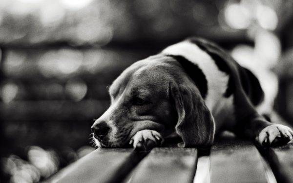 Язва желудка у собак: причины, симптомы, лечение и профилактика