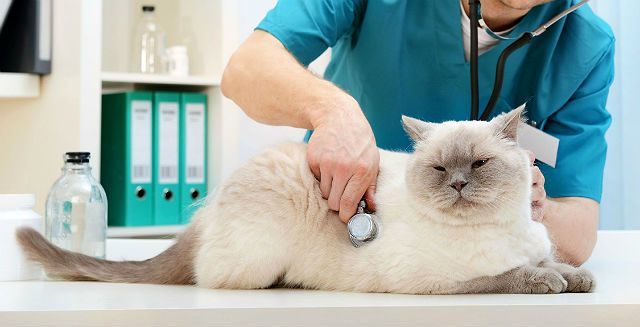 Мочекаменная болезнь у кота симптомы и лечение, причины, препараты, корм, профилактика