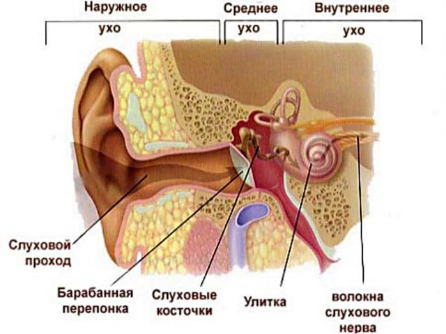 Шум в голове (постоянный, сильный): причины, лечение