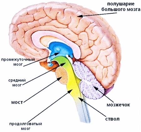 Основные отделы головного мозга: строение и функции