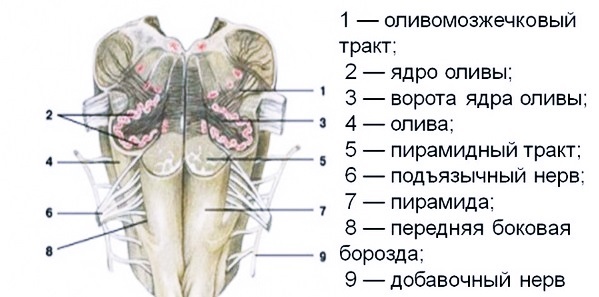 Продолговатый мозг, строение, функции и развитие