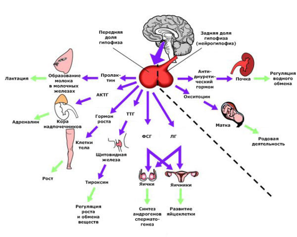 Гипофиз головного мозга отклонения - отклонения, их симптомы и методы лечения