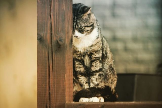 Корм, питание и диета для кошек и котов при панкреатите, чем кормить?