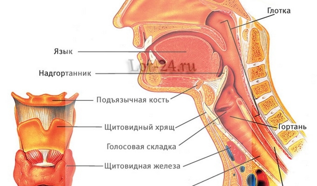 Строение горла и гортани человека — функции, анатомия, глотка, гортань, трахея: фото с описанием, заболевания, патологии, травмы