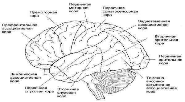 Головной мозг строение и функции среднего, промежуточного, продолговатого, переднего мозга человека, схема, из каких отделов состоит, функции теменной доли, больших полушарий