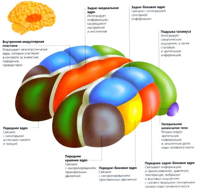 Основные отделы головного мозга: строение и функции