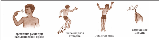 Основные отделы головного мозга: строение и функции