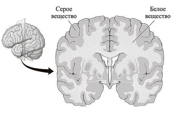 Серое вещество головного мозга и белое, за что отвечают