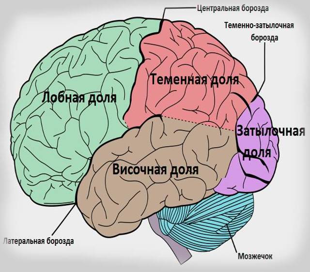 Большие полушария человеческого головного мозга