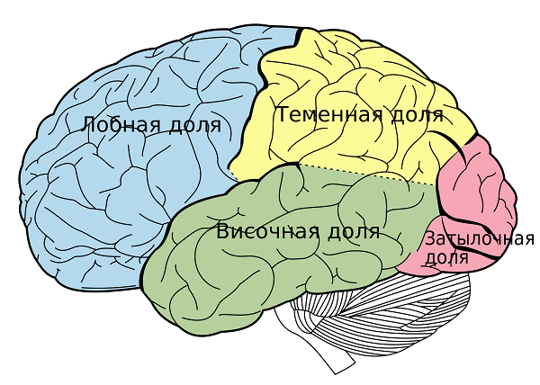 Серое вещество головного мозга и белое, за что отвечают