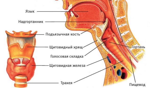 Строение горла и гортани человека — функции, анатомия, глотка, гортань, трахея: фото с описанием, заболевания, патологии, травмы
