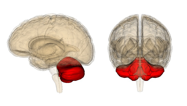Функции мозжечка головного мозга человека, его строение