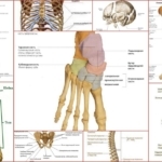Фиброзная дисплазия костей: причины, симптомы, лечение