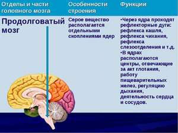 Продолговатый мозг, строение, функции и развитие