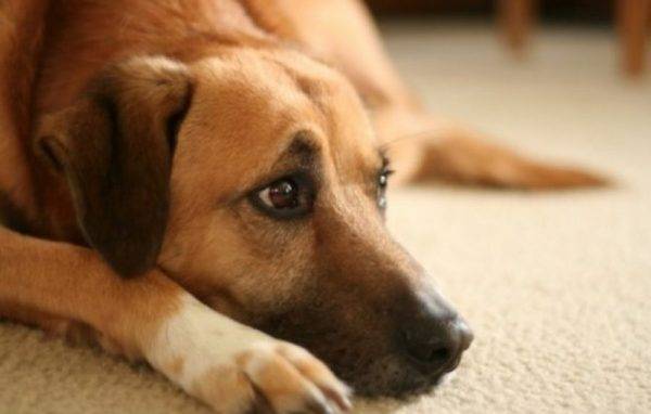 Язва желудка у собак: причины, симптомы, лечение и профилактика